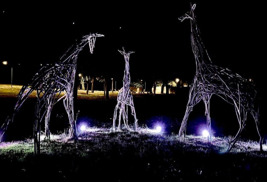 Le giraffe del Meyer brillano di nuova luce!