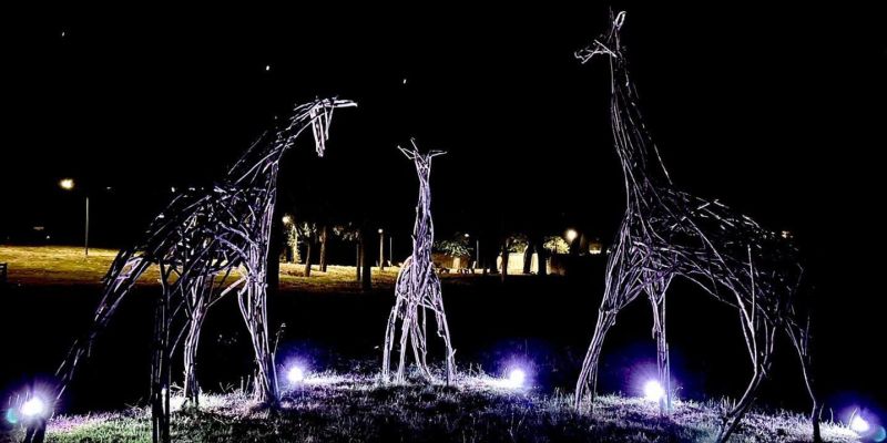 Le giraffe del Meyer brillano di nuova luce!